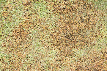 fotografía de textura pasto jardin (por J Adrian Fonseca)