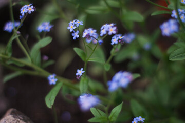 blue wildflower. nature macro photography