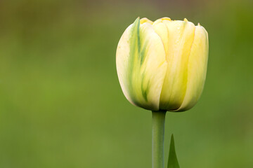 Delicate light yellow tulip bud on a blurred background close-up. 