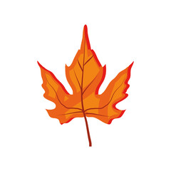 maple leaf foliage