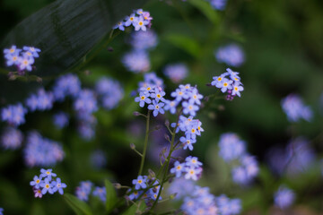 blue wildflower. nature macro photography