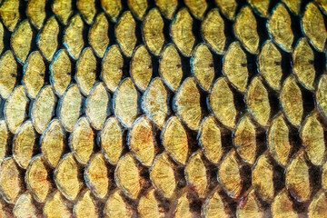 Fish scale texture close up © Alrandir