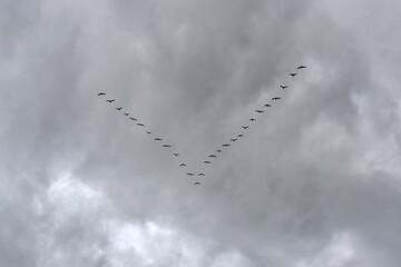 migrating birds flying in v formation