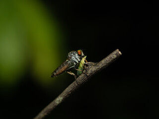macro of a fly