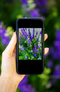 Close-up view of hands holding smartphone and photographing the flower.