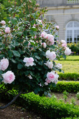 河津バガテル公園のバラとオランジェリーです。オランジェリーでは多目的のイベント空間として年間を通してレセプションや講演会、発表会など様々な催し物が企画されています。