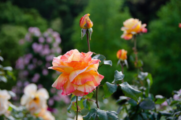 Fototapete 静岡県賀茂郡河津町の河津バガテル公園です フランス式庭園の特徴である左右対称の幾何学模様が一望できます Kindo3