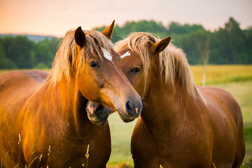 Obraz premium A beautiful, brown horses in the farm during the sunrise. Rural morning scenery of Northern Europe with farm animals.