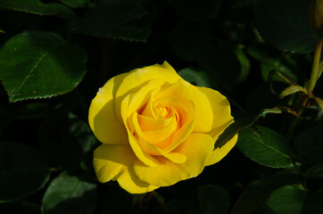 静岡県賀茂郡河津町の河津バガテル公園です。伊豆の踊子というバラです。