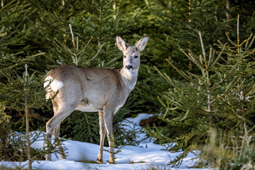 Roe deer eats grass under snow in spruce forest, Capreolus capreolus. Wild roe deer in nature.