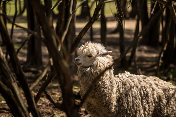 A domesticated llama in the farm mini zoo. A portrait of a llama.