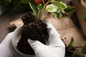 Person holding house plant with soil above table, closeup