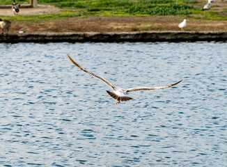 Rear picture of California Gull flying over lake