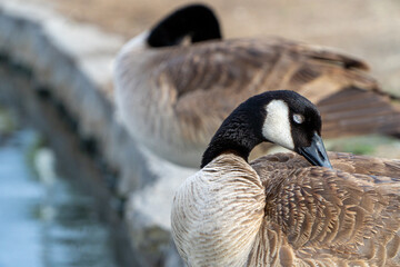 California Goose With Eyes Closed
