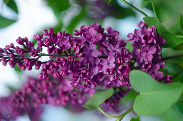 Lilac flowers close up view in the garden