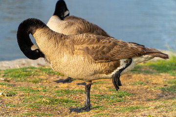 Canada Goose preening while standing in one leg