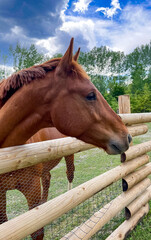Retrato de Caballo en la caballeriza, exterior