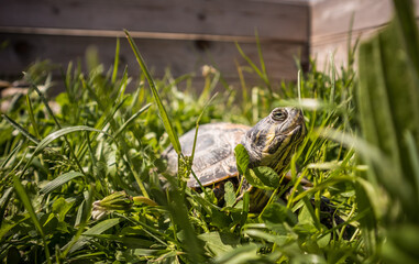 A beautiful turtle crawling in the grass in a farm mini zoo. Summer day with tropical animals.