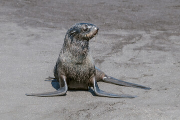 Northern Fur Seal (Callorhinus ursinus) at hauling-out in St. George Island, Pribilof Islands,...