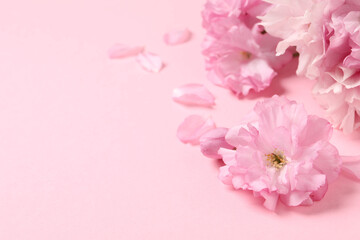 Beautiful sakura tree blossoms on pink background. Space for text