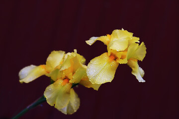 Yellow iris flower on a maroon blurred background during rain