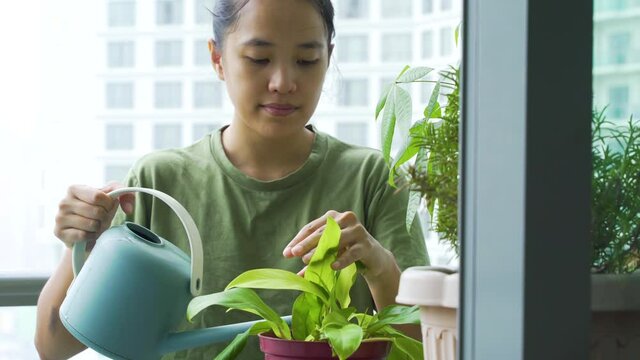 Close Up of Asian Woman Watering Houseplant during Quarantine