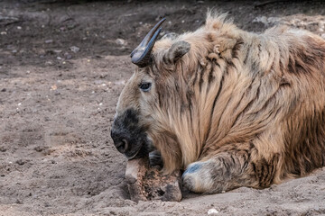 Fototapeta premium Takin (Budorcas taxicolor)