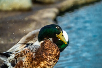 Happy mallard bathing