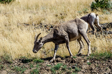 Bighorns (Ovis canadensis) in Yellowstone National Park, USA