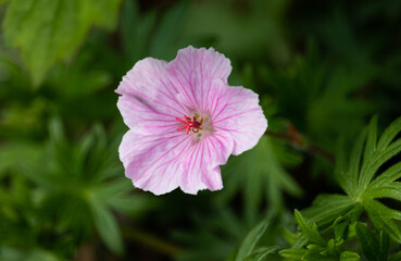rosa Storchschnabel Blüte Geranie