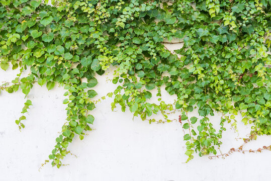 ivy isolated on a white background © xiaoliangge