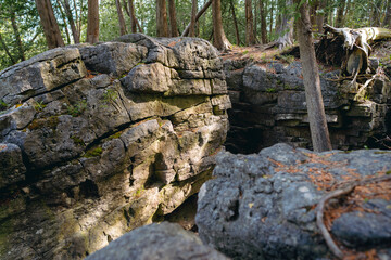 Deep cracks play across a limestone formation in the forest