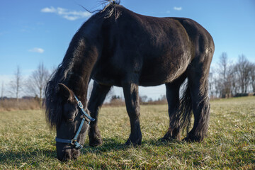 Naklejka na ściany i meble Black Friesian Horses on the pasture. Czech republic