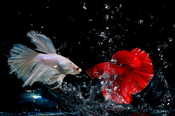 Obraz na płótnie Canvas Red Thai fighting fish and White Thai fighting fish Fighting in the aquarium on black background