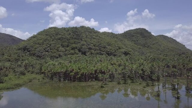Beautiful Amazon rainforest landscape aerial view. Trees on the hill, and moriche palm forest, Mauritia flexuosa, reflected in the river water. Concept biodiversity, nature, environment, ecology. 4K