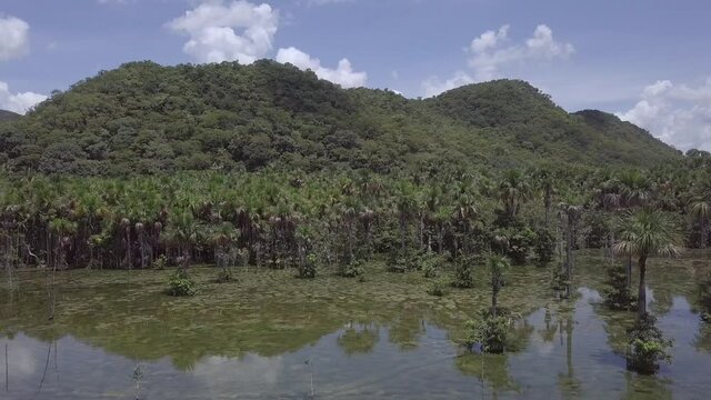 Beautiful Amazon rainforest landscape aerial view. Trees on the hill, and moriche palm forest, Mauritia flexuosa, reflected in the river water. Concept biodiversity, nature, environment, ecology. 4K