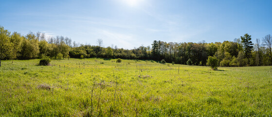 A panorama of a beautiful, grass pasture in late spring