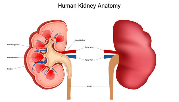 Inside view of human kidney anatomy isolated on white background. vector illustration.