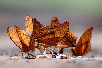 Butterflies are eating food on the road.