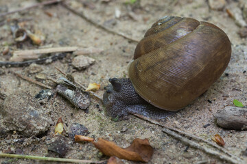 Asian trampsnail.  Bradybaena similaris.  Camaenidae.