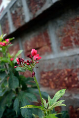 indian red tropical milkweed tree,Milkweeds As Honey Plants Bee Culture