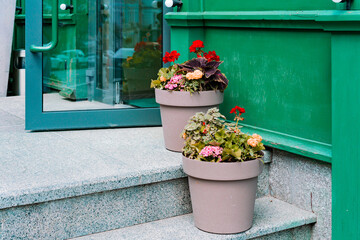 Fototapeta na wymiar Flowers in grey pots stands on a doorstep of the building with green facade. Pot. Concrete stairs. Outdoor. Door. Entrance