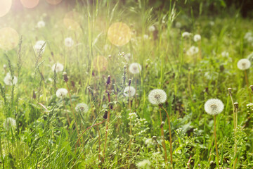 Many fluffy dandelions growing in green grass outdoors