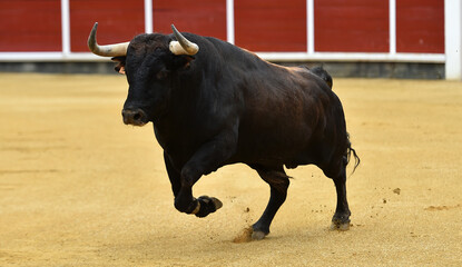 un toro español con grandes cuernos en una plaza de toros durante un espectaculo taurino
