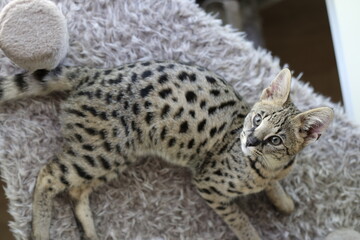 Savannah cat with beautiful markings
