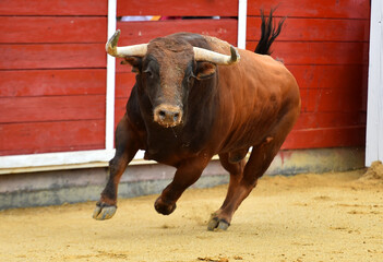 un toro español con grandes cuernos en una plaza de toros durante un espectaculo taurino