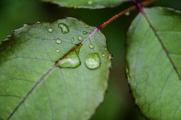 petal rose  in the rainy day