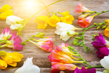 Bouquet of multi-colored freesias