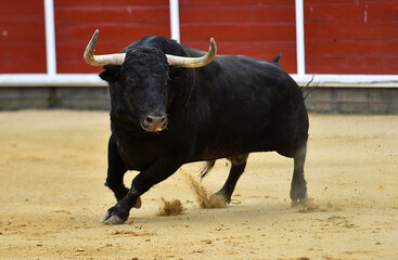 un toro español con grandes cuernos en una plaza de toros durante un espectaculo taurino