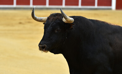 un toro español con grandes cuernos en una plaza de toros durante un espectaculo taurino